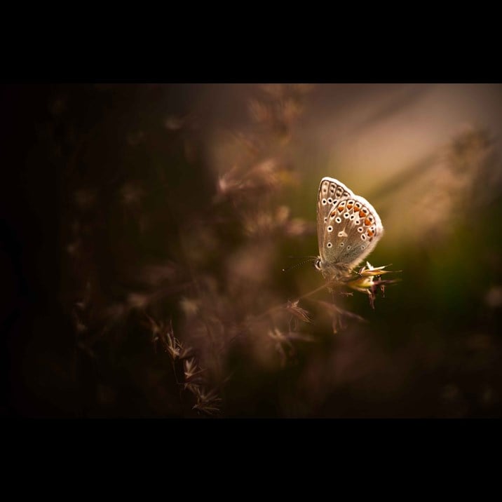 @EddAllenPhoto