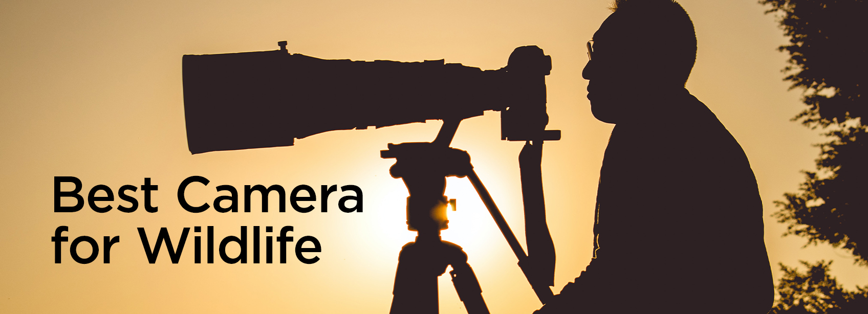 best camera for wildlife