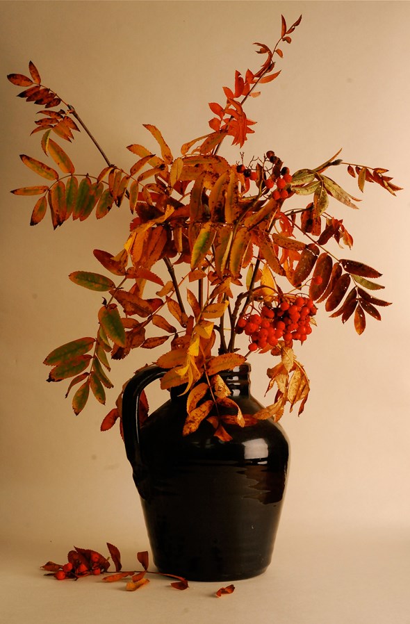 leaves