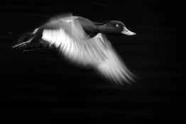Whether you love capturing waterfalls or wildlife, knowing how to photograph movement is an essential part of a photographer's skill set. Tom Mason explains how it's done.