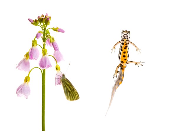 flower-newt