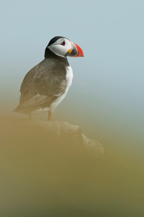 Puffin