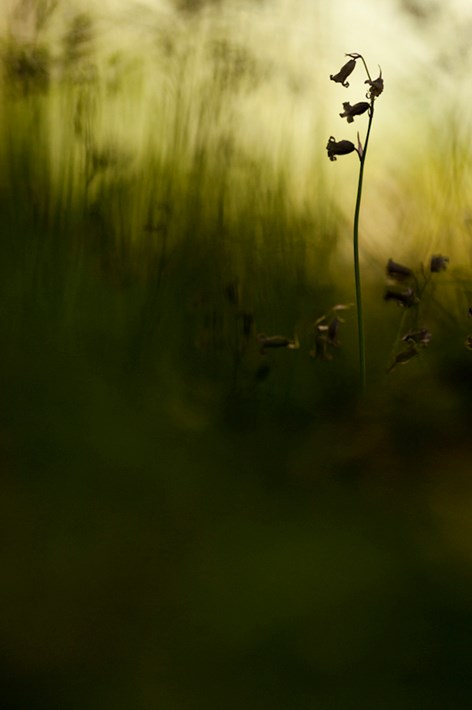Bluebell