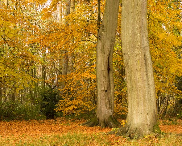 Beech wood Beech wood