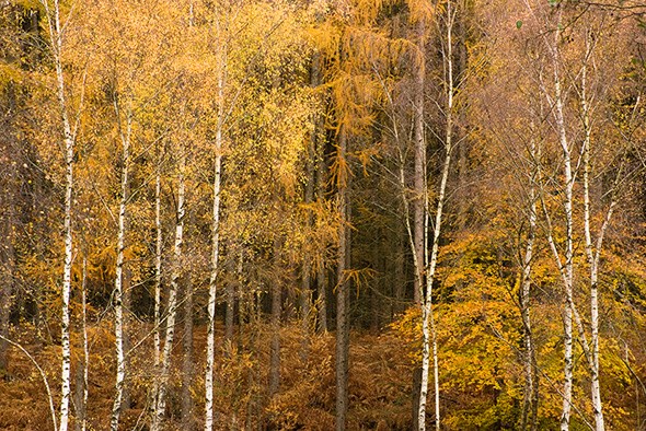Composition and colour Composition and colour