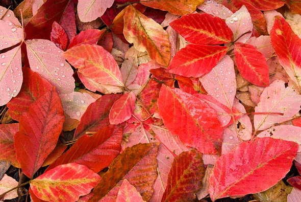 Red leaves Red leaves