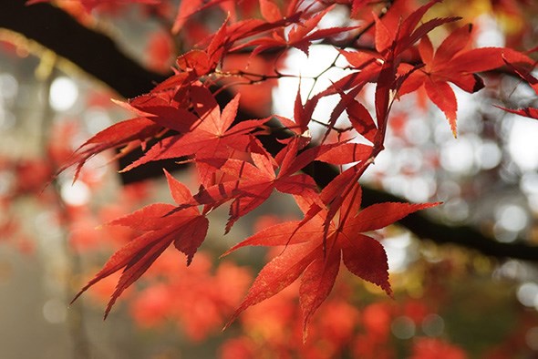 Red maple leaves Red maple leaves