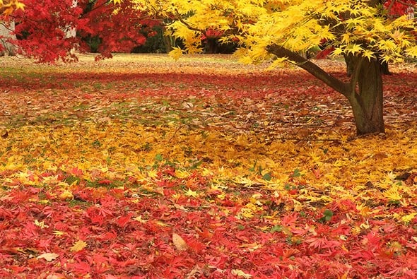 Westonbirt Westonbirt