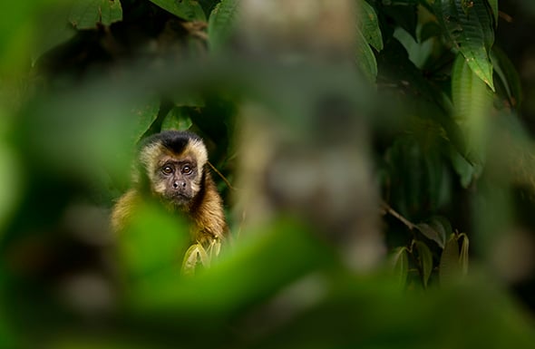 © Wex Photo Video Brown-Capuchin-Monkey-joins-us-for-breakfast.jpg