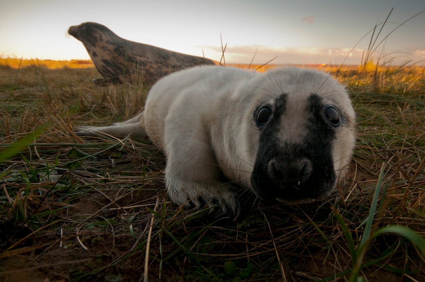 Photographed-through-a-fence-with-a-remote-cable-release-I-waited-for-this-young-seal-to-take-in-interest-in-my-camera-before-pressing-the-shutter.jpg