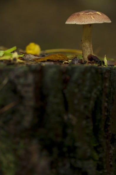How to photograph fungi