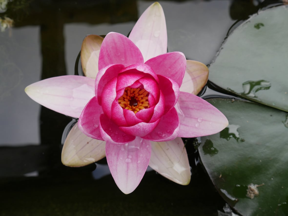 Panasonic Lumix DMC-GX8 - sample images