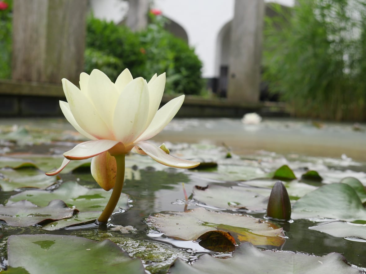 Panasonic Lumix DMC-GX8 - sample images