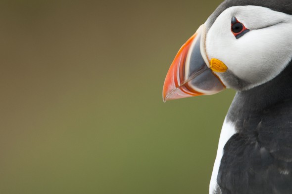 How to Photograph Seabirds