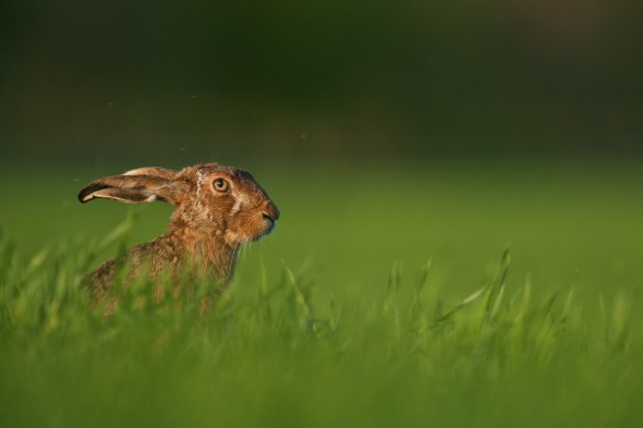 What is a Teleconverter and How Do I Use It?
