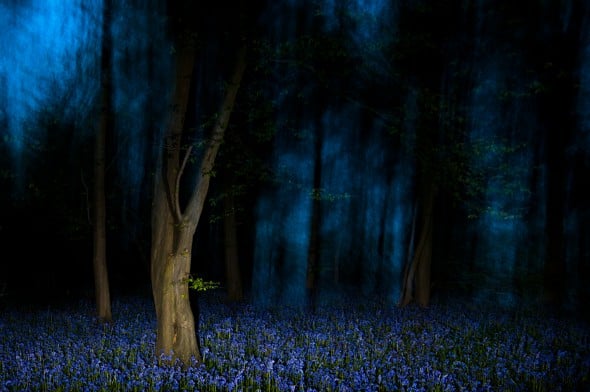How to Use Flash for Wildlife Photography