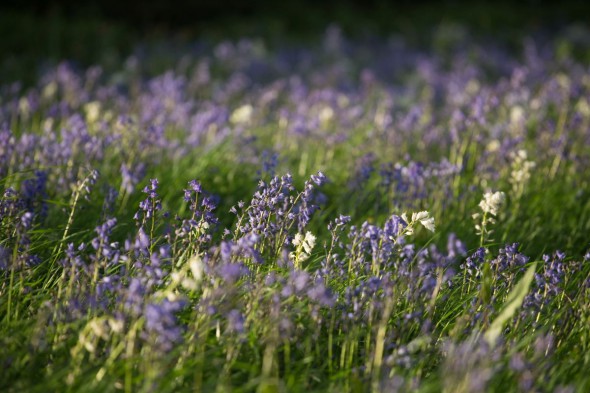 10 Ways to Take Better Flower Photographs