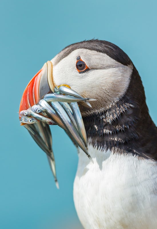 A Skomer Island Adventure
