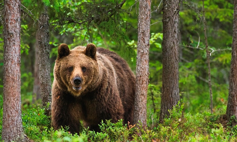 Perspective: Are Paid-For Hides Damaging Wildlife Photography?