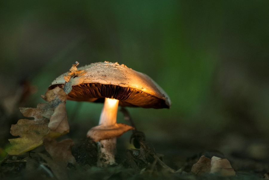 Photographing Wildlife in London Parks
