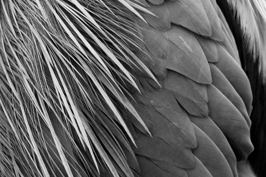 Photographing Wildlife in London Parks