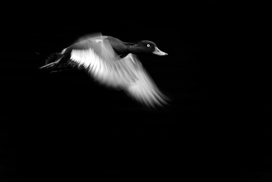 Photographing Wildlife in London Parks