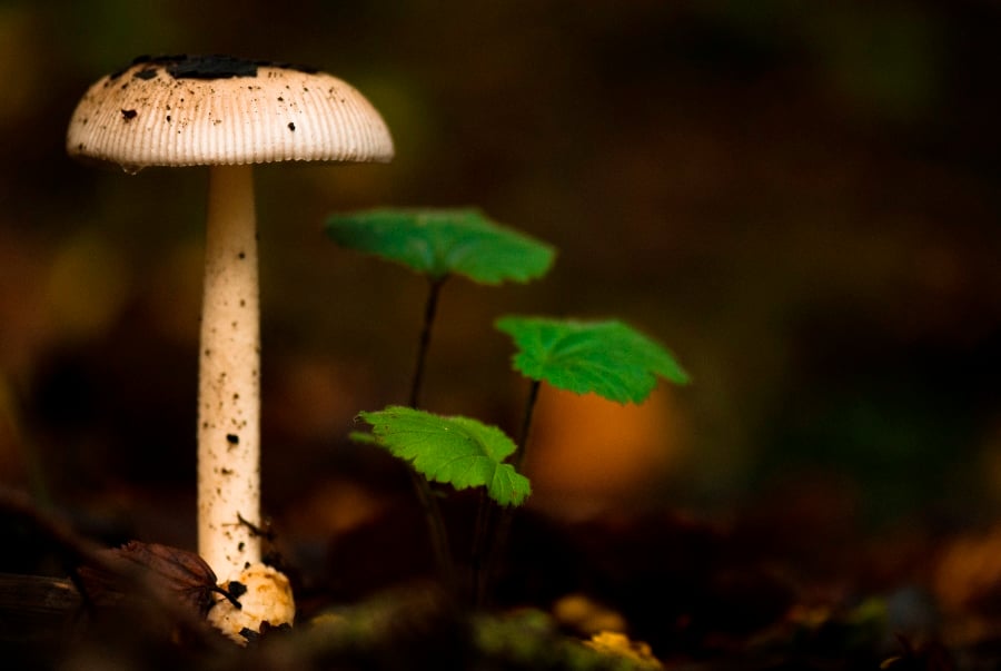 Photographing Wildlife in London Parks