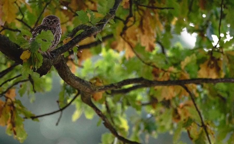 Photographing Wildlife in London Parks