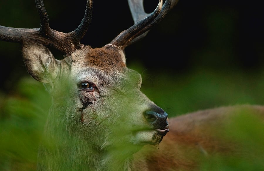 Photographing Wildlife in London Parks