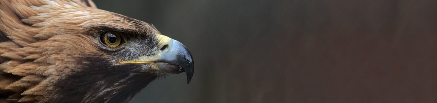 uk wildlife TOP.jpg