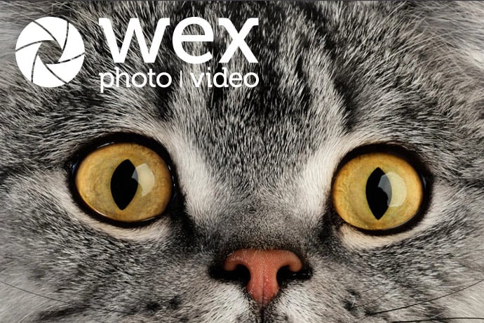 We talk to expert cat photographers to find out why these animals are so fun to photograph, and how you can get better cat shots.