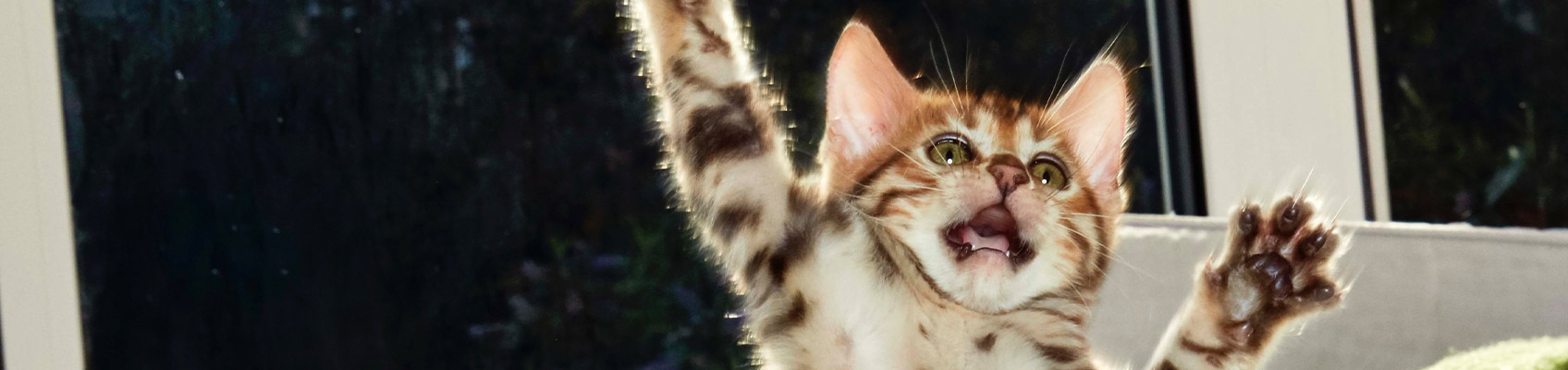 talk-cats-top.jpg