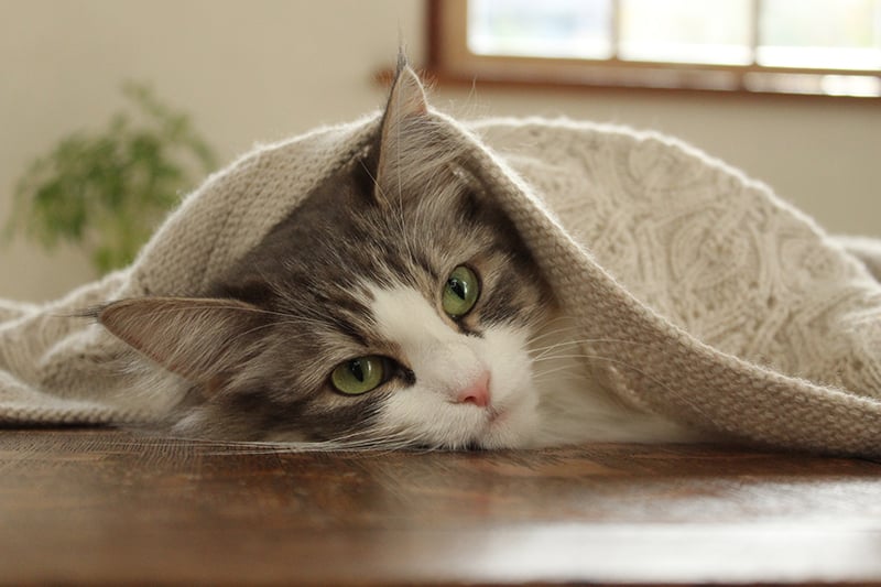 Canon EOS 4000D DSLR cat sample image