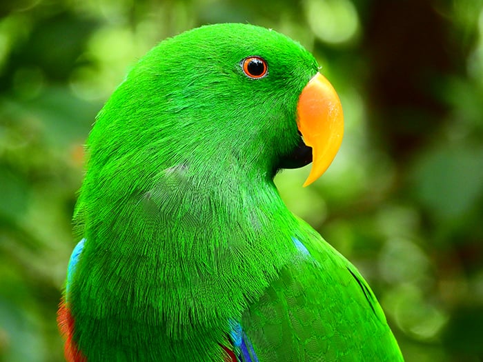 Nikon Coolpix P1000 Digital Camera parrot sample image
